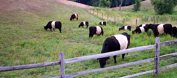 The Galloways of Centreville, DE