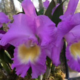Longwood Orchid Extravaganza