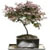 Annual Bonsai Show