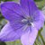 Wilmington Garden Day